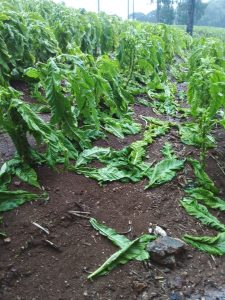 Lavoura de fumo danificada em Piên. Foto: Divulgação