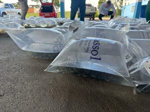 Piscicultores têm acesso aos alevinos pelo valor de custo. Foto: Assessoria de Imprensa/Prefeitura de Mandirituba