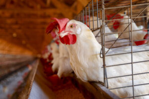 Criação de frangos. Foto: Gilson Abreu/AEN
