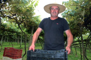 Produtor Osmar Knopp fala sobre a produtividade da uva na safra atual . Foto: Arquivo/O Regional