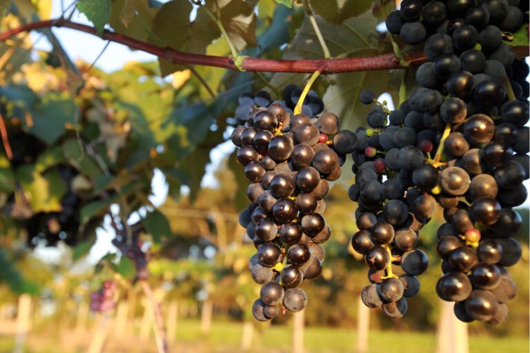 Programa reforça ações de apoio à produção de uvas e derivados no Paraná. Foto Gilson Abreu AEN