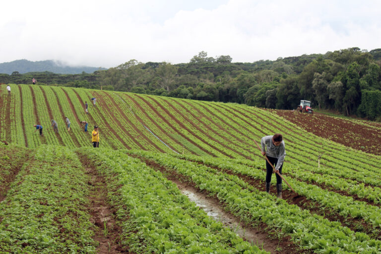 Produção de orgânicos ganha destaque nas propriedades rurais da região. Foto: Arquivo/O Regional