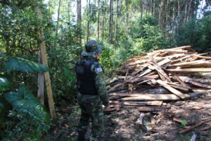 Polícia Militar fez a apreensão de madeira ilegal durante operação na região. Foto: PMPR