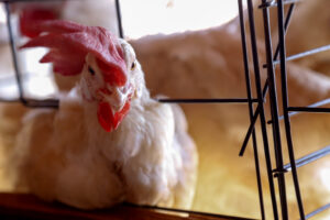 Estado tem sete casos confirmados de gripe aviária. Foto: Gilson Abreu/AEN