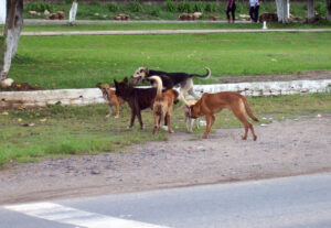 Castração e microchipagem buscam diminuir os casos de abandono de animais nas ruas. Foto: Arquivo/O Regional