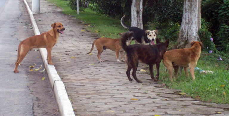 Prefeitura vai realizar castrações de cães em Rio Negro. Foto: Arquivo/O Regional