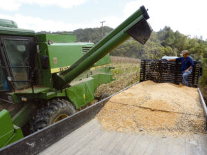 Produtos da agropecuária seguem fortalecendo o faturamento do VBP nos municípios da região. Foto: Arquivo/O Regional