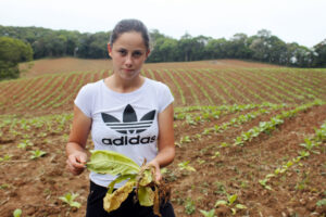 Fernanda lamenta os estragos causados pelas chuvas na fumicultura. Foto: Arquivo/O Regional