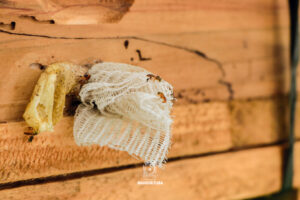 Projeto visa a instalação de colmeias de abelhas pela cidade. Foto: Assessoria de Imprensa/Prefeitura de Mandirituba