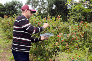 Aldésio Kurovski cultiva 1,5 mil pés de amora, com produção de duas toneladas da fruta. Foto: Arquivo/O Regional