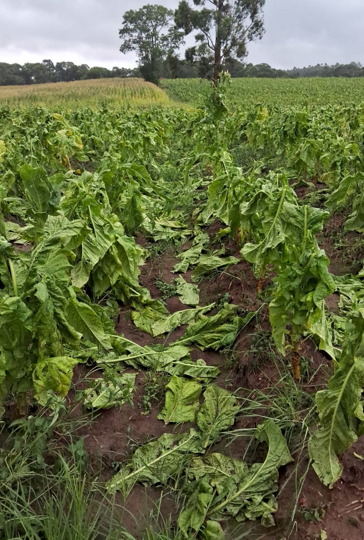 Na localidade de Campo Novo, diversos estragos pelo temporal foram contabilizados na fumicultura. Foto: Colaboração/Eli Ludviski Kurovski