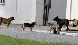 Cães e gatos serão atendidos pelo programa CampoPet. Foto: Arquivo/O Regional