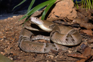 Acidentes com animas peçonhentos, como cobras, são comuns na região. Foto: Sesa