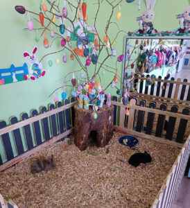Estrutura para abrigar os coelhos foi construída na sala de aula. Foto: Divulgação/CMEI Gotinhas do Saber