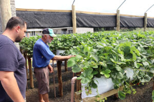 Secretaria de Agricultura acompanha as atividades do programa de Rastreabilidade Vegetal dos produtos. Foto: Assessoria de Imprensa/Prefeitura de Piên