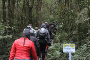 Caminhantes na trilha em meio a mata. Foto: O Regional