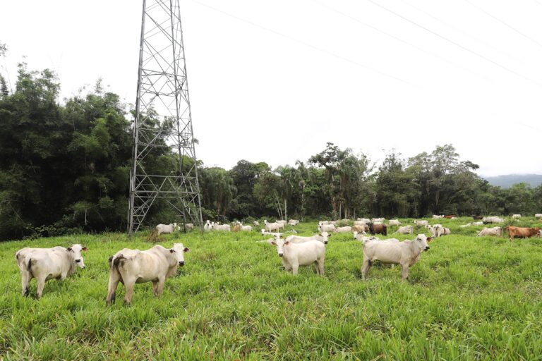 Na região, ainda estão pendentes mais de 1,6 mil explorações pecuárias para atualização. Foto: Arnaldo Alves/Arquivo/AEN