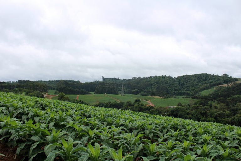 Produção agropecuária da região teve importante faturamento no VBP de 2023. Foto: Arquivo/O Regional