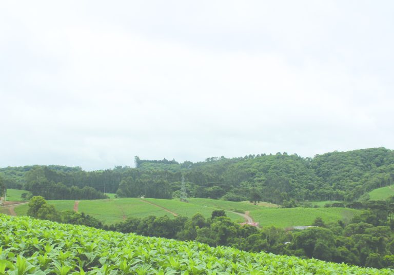 Proprietários rurais devem fazer declaração. Foto: Divulgação