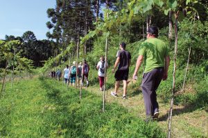 Caminhadas atraem diversos participantes em toda a região. Foto: Arquivo/O Regional