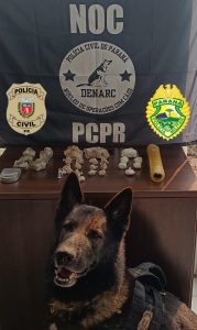 Cão farejador em apoio a ação policial. Foto: Divulgação/PCPR