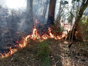 Diversas ocorrências são atendidas em áreas de mata. Foto: Divulgação/Corpo de Bombeiros de Piên