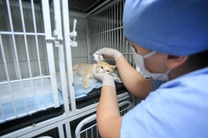 Programa deve atender mais de 35 mil animais, entre cães e gatos. Foto: Sedest-PR