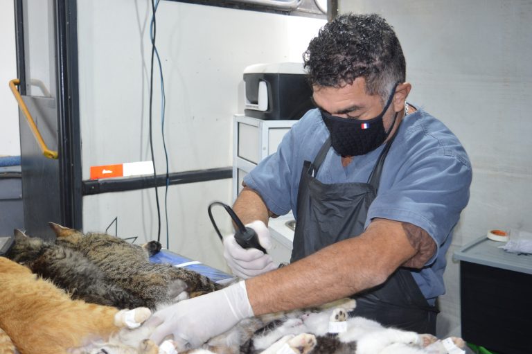 Ações do CastraPet vão atender animais em Contenda. Foto: Assessoria de Imprensa/Prefeitura de Contenda