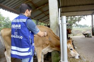 Veterinários devem se recadastrar para atuar contra brucelose e tuberculose. Foto: Jaelson Lucas/Arquivo/AEN