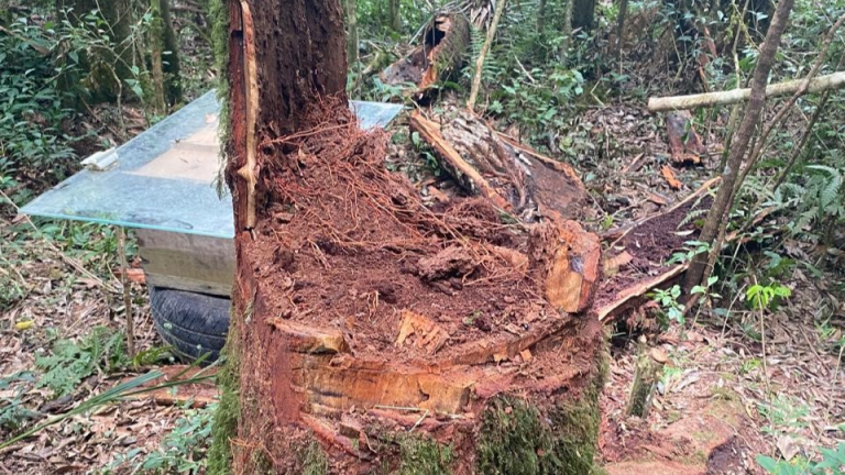 Área de desmatamento foi localizada em Mandirituba. Foto: Assessoria de Imprensa/Prefeitura de Mandirituba