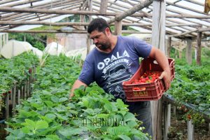 Joelmo Nogueira é um dos maiores produtores em Agudos e contribui com a Festa do Morango. Foto: Arquivo/O Regional