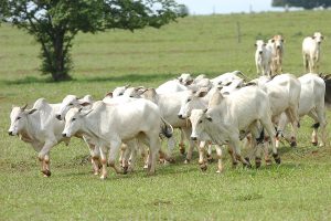 Prazo para atualização de rebanho está em andamento. Foto: Arquivo AEN