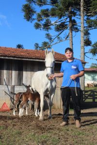 Davi pajeando sua égua e o casal de potros gêmeos idênticos ao lado. Foto: O regional