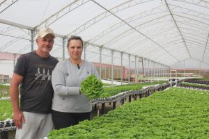 Jaime e Lu Lisboa na estufa onde fazem o cultivo. Foto: O Regional