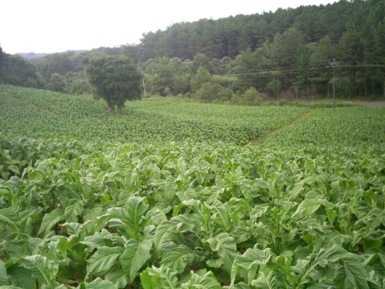 Proprietários rurais precisam fazer a declaração. Foto: Divulgação