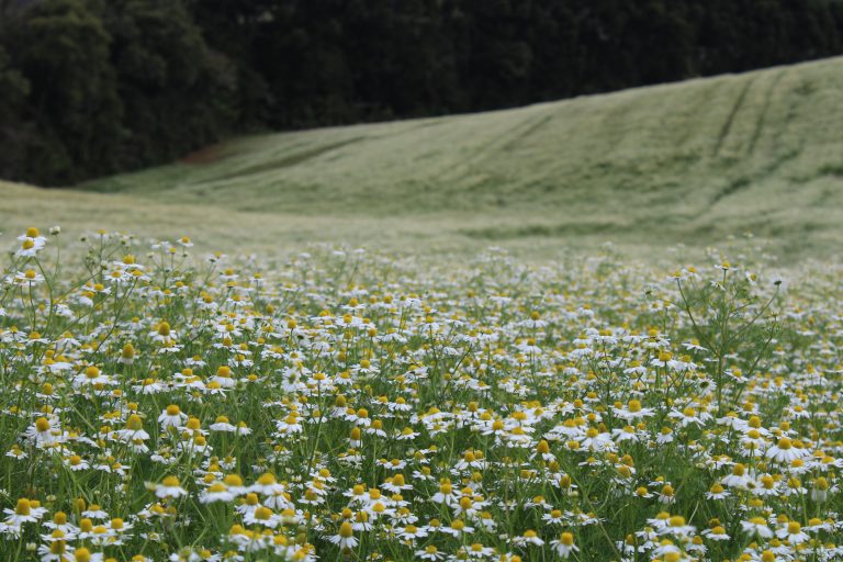 Belas paisagens com plantações de camomila devem encantar os caminhantes. Foto: Arquivo O Regional