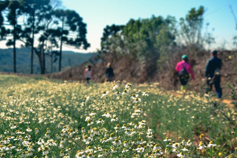 Caminhada passará pelos campos de camomila de Mandirituba. Foto: Assessoria de Imprensa/Prefeitura de Mandirituba