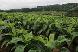 Programa de Regularização Fundiária Rural será lançado hoje. Foto: Arquivo/O Regional