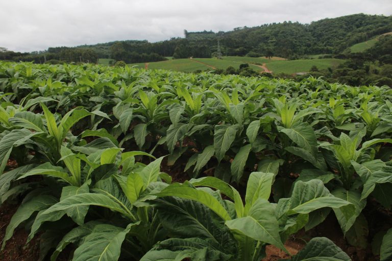 Programa de Regularização Fundiária Rural será lançado hoje. Foto: Arquivo/O Regional