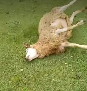 Ovelhas foram encontradas mortas na propriedade. Foto: Reprodução