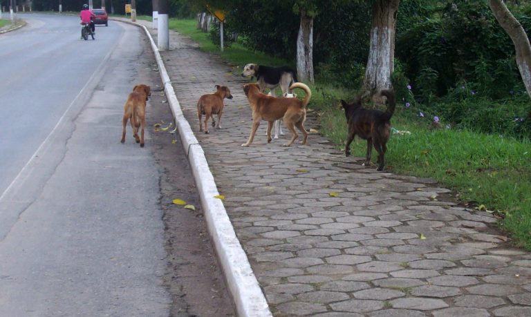 Cães nas ruas têm causado preocupação em cidades da região. Foto: Arquivo/O Regional