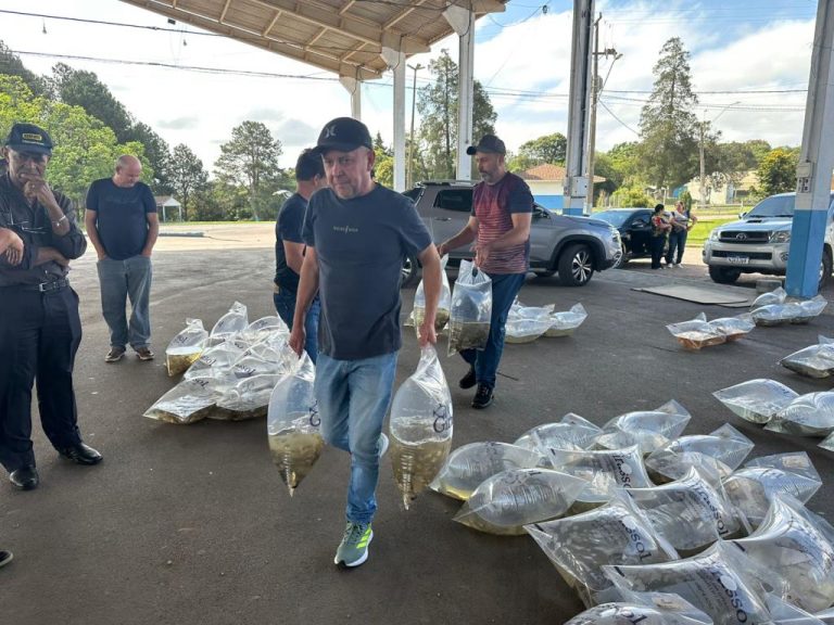 Piscicultores receberam uma remessa de alevinos na última semana. Foto: Assessoria de Imprensa/Prefeitura de Mandirituba