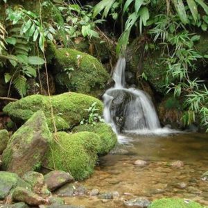 Nascentes passaram por ações de recuperação. Foto: Assessoria de Imprensa/Prefeitura de Quitandinha