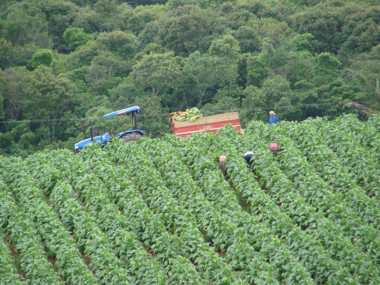 Iniciativa oferece qualificação e aprimoramento aos produtores rurais. Foto: Arquivo/O Regional