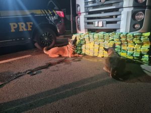 Cães farejadores auxiliaram na apreensão de drogas. Foto: Divulgação/PRF