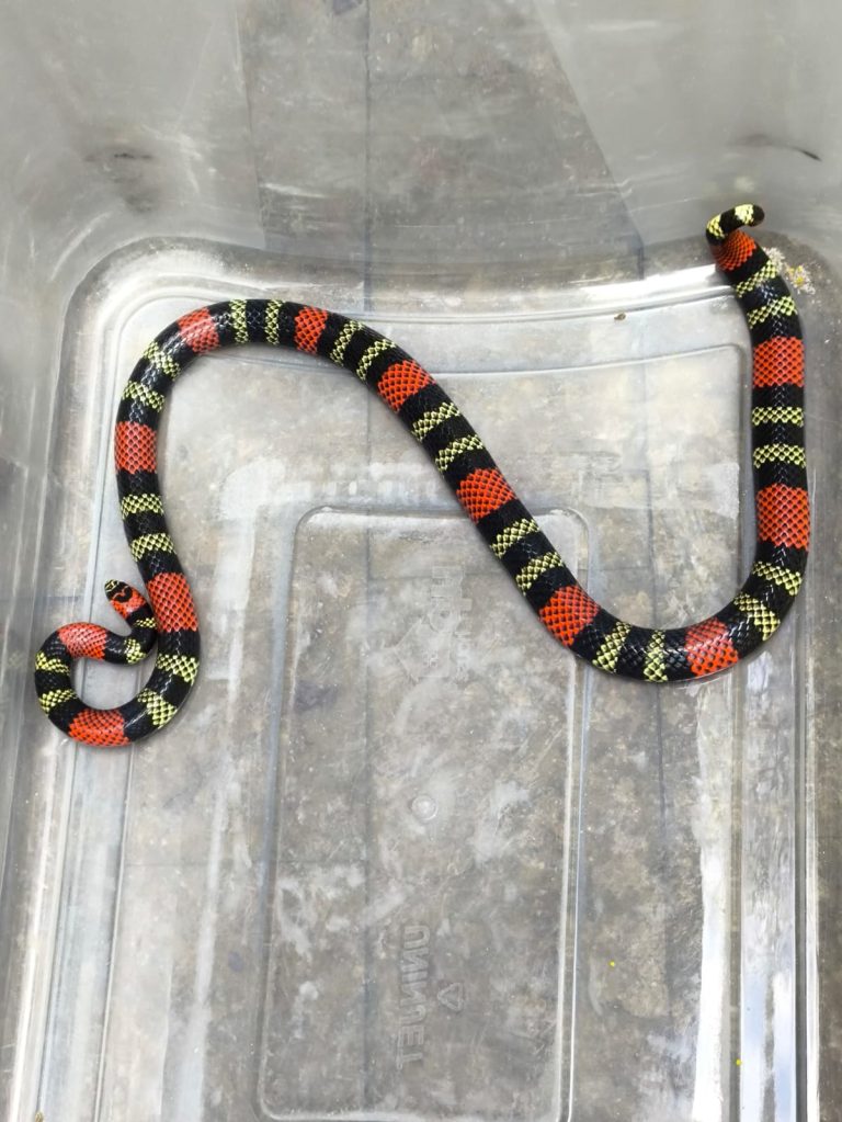 Cobra Coral foi encontrada em Piên. Foto: Corpo de Bombeiros de Piên