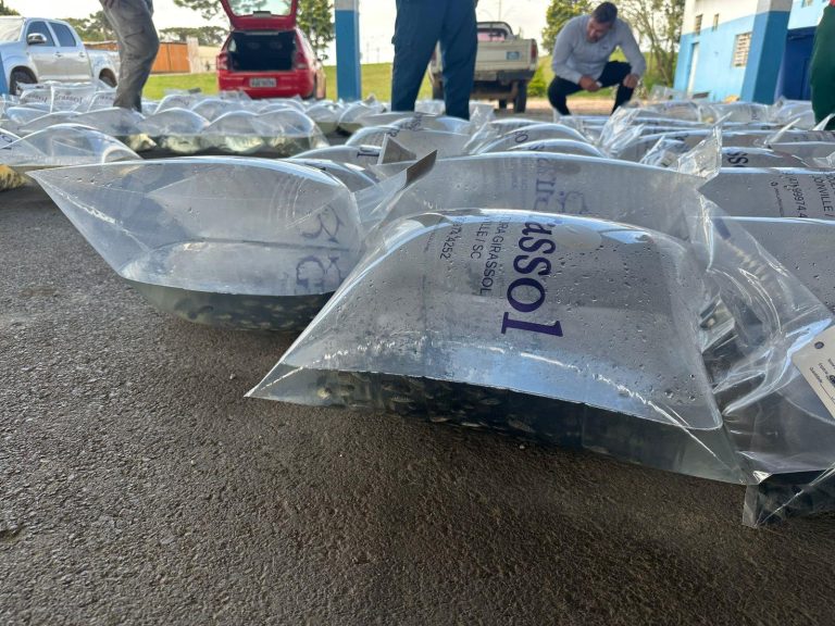 Piscicultores têm acesso aos alevinos pelo valor de custo. Foto: Assessoria de Imprensa/Prefeitura de Mandirituba