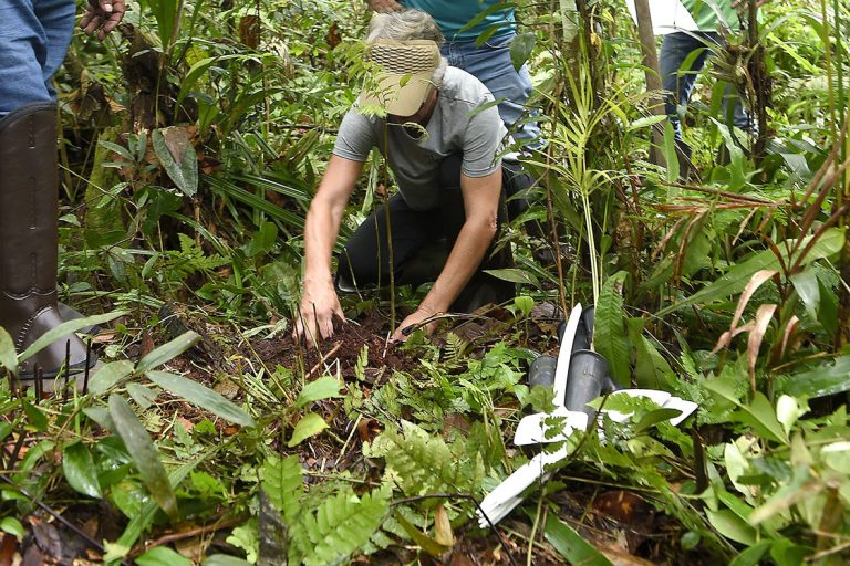 Entre as atividades do previstas para a Semana do Meio Ambiente está o plantio de 5,4 mil mudas de espécies nativas do Paraná. Foto: Denis Ferreira Netto/SEDEST
