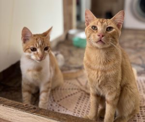 Cães e gatos podem receber a dose da vacina. Foto: Arquivo Pessoal
