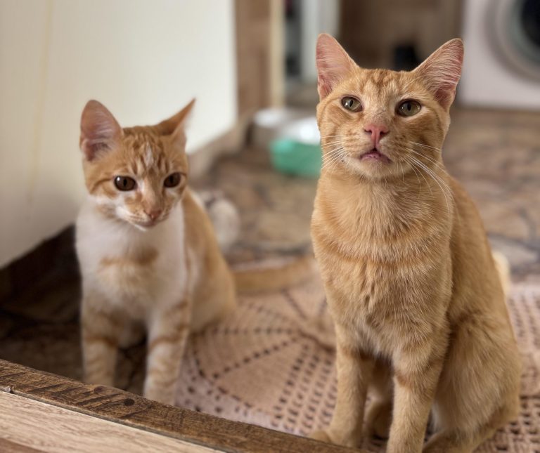 Cães e gatos podem receber a dose da vacina. Foto: Arquivo Pessoal